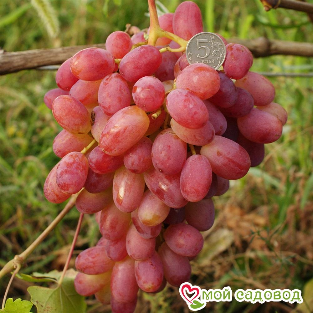 Виноград Днестровский розовый