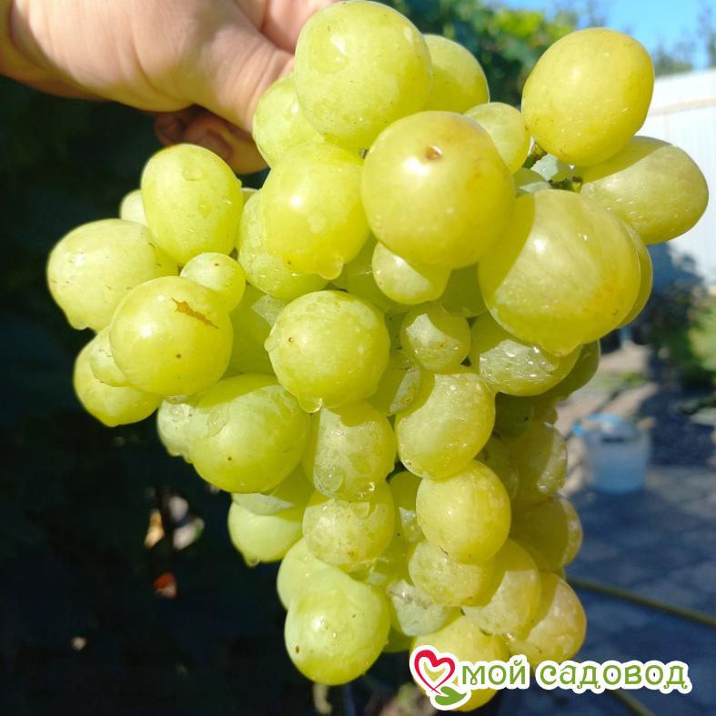 Виноград Валек мускатный