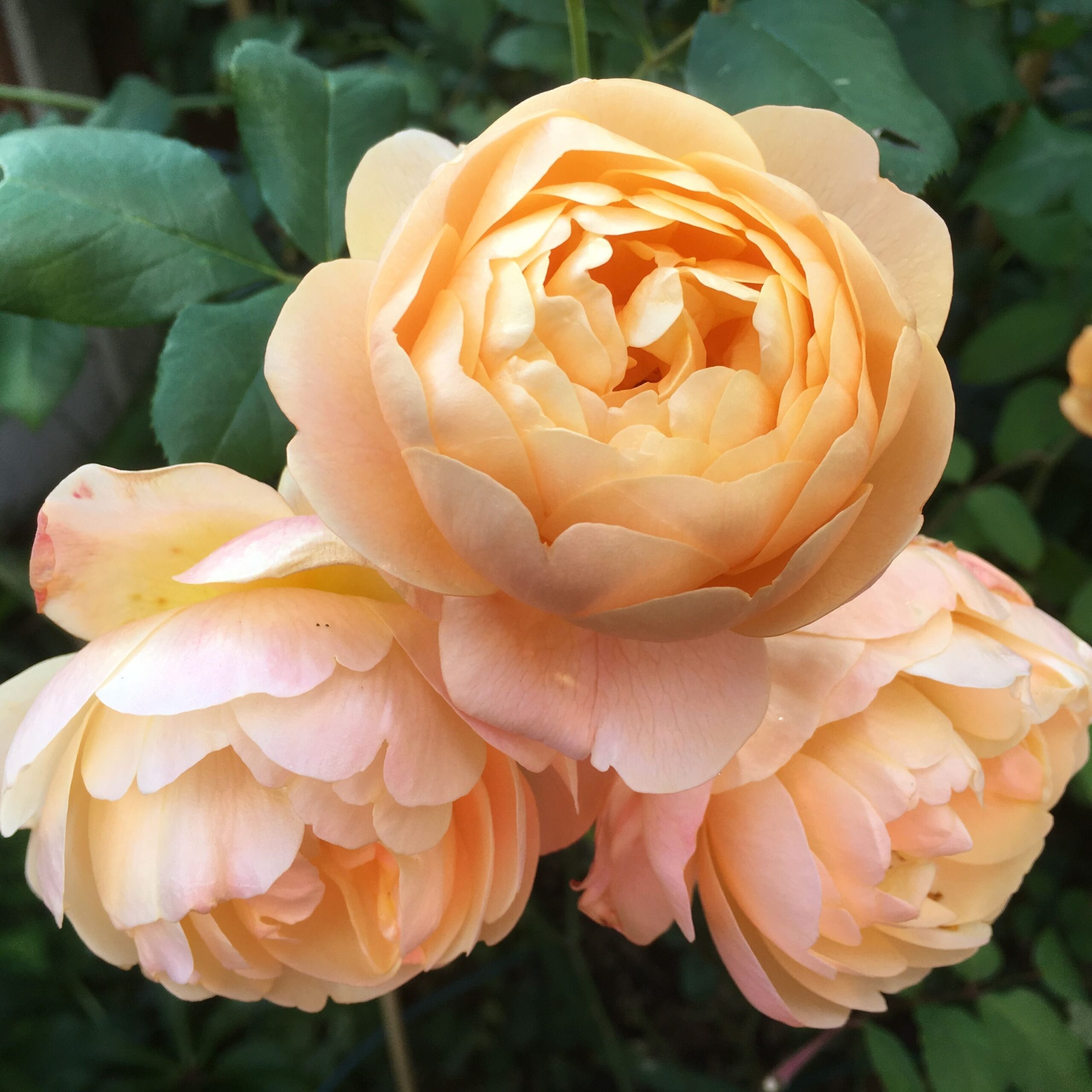 Роза Роальд Даль