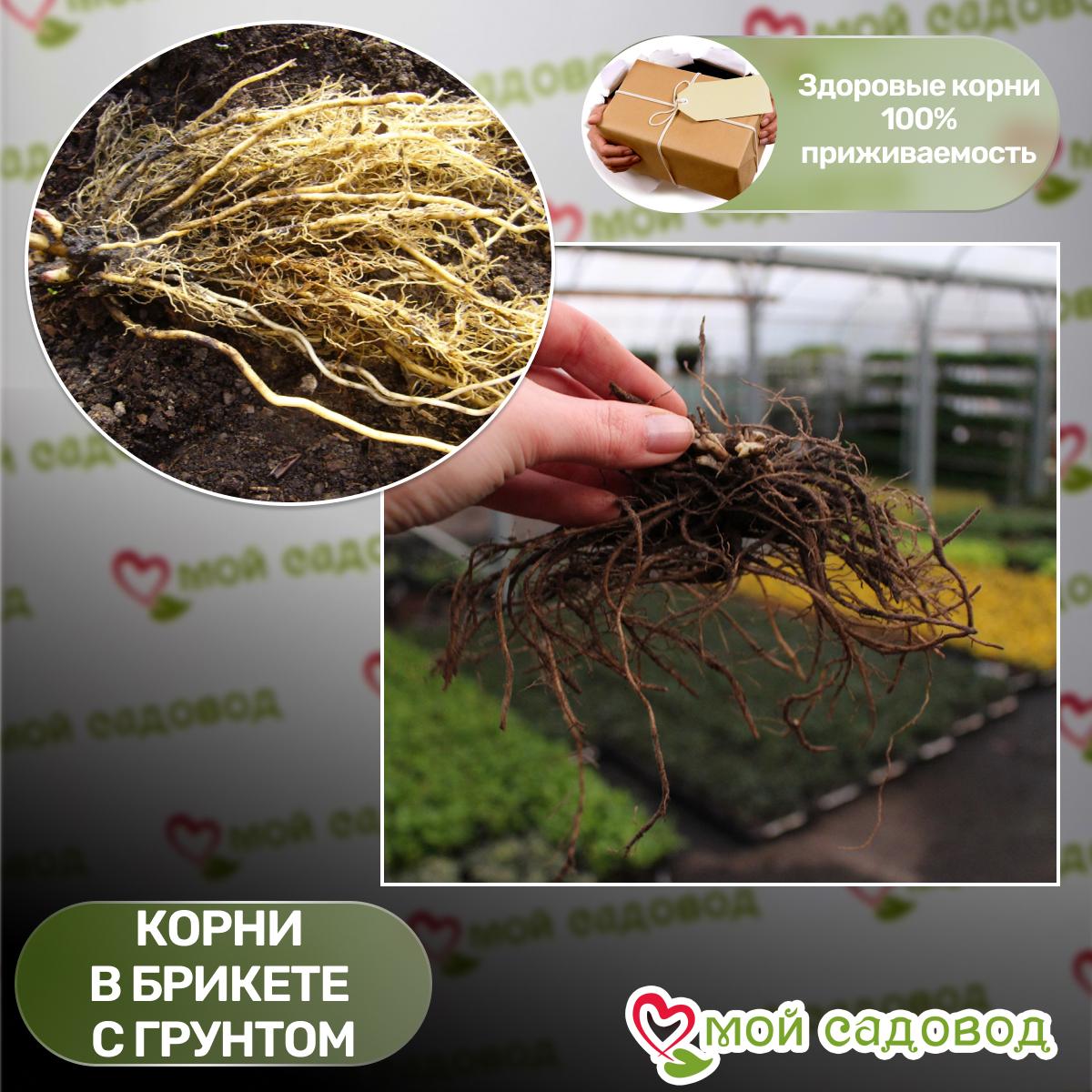 Флокс метельчатый Юник Биколор